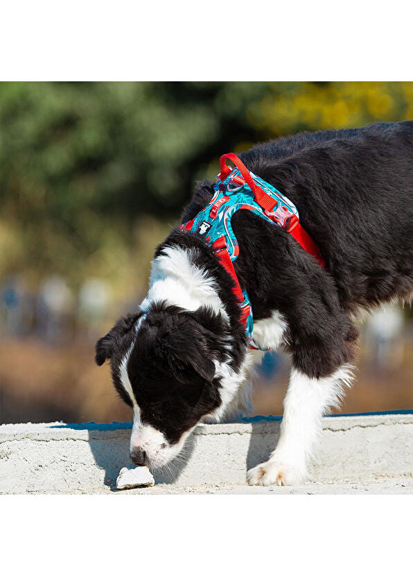 Hunden drar i kopplet? 7 tips för lugnare promenader
