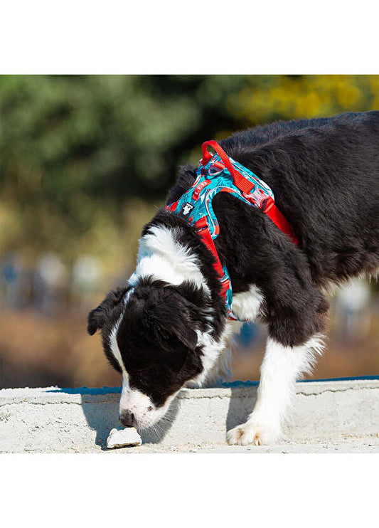 Hunden drar i kopplet? 7 tips för lugnare promenader
