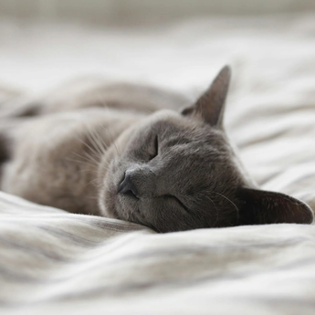 Katt