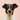 Hund