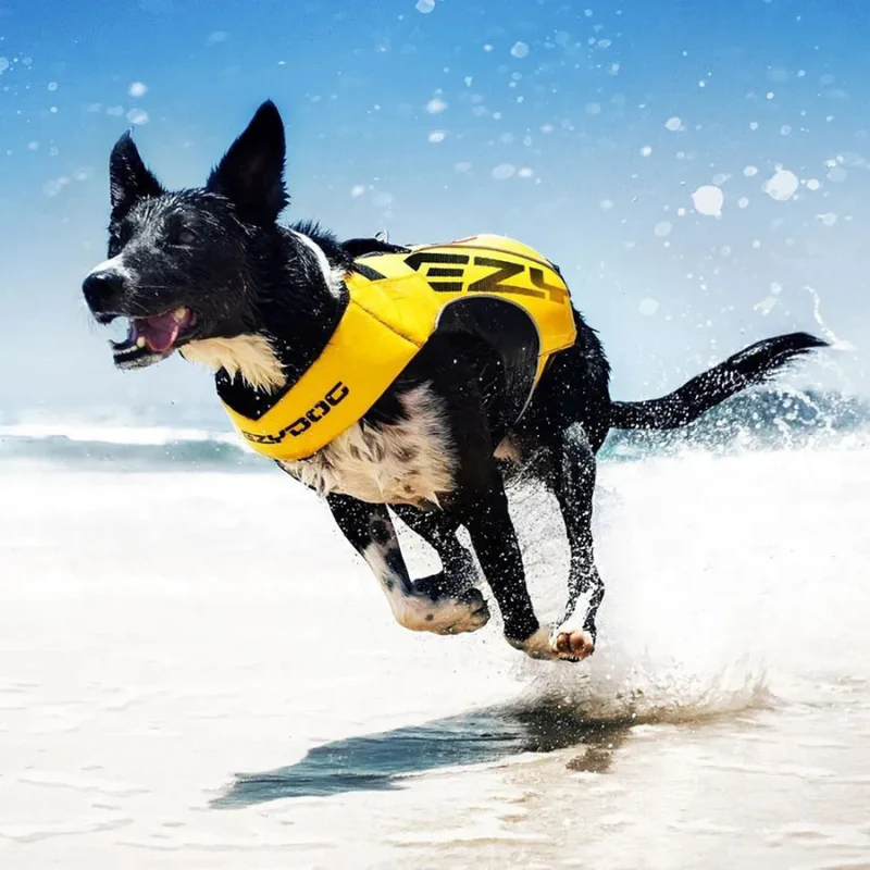 EzyDog X2 Boost flytväst för hund – premium säkerhet och komfort